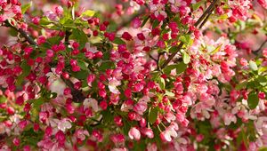 Preview wallpaper apple tree, flowers, buds, pink
