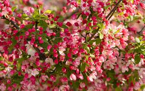 Preview wallpaper apple tree, flowers, buds, pink