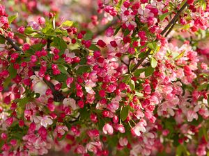 Preview wallpaper apple tree, flowers, buds, pink