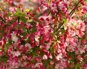 Preview wallpaper apple tree, flowers, buds, pink