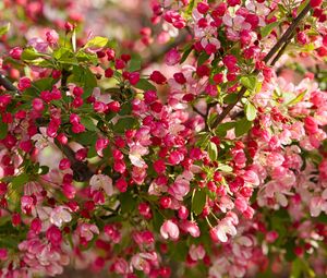 Preview wallpaper apple tree, flowers, buds, pink