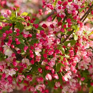 Preview wallpaper apple tree, flowers, buds, pink