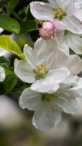 Preview wallpaper apple tree, flowers, drops, petals, leaves