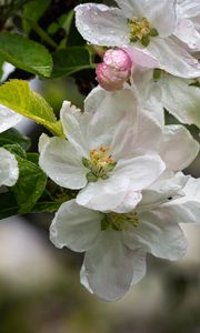Preview wallpaper apple tree, flowers, drops, petals, leaves