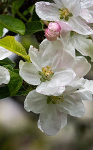 Preview wallpaper apple tree, flowers, drops, petals, leaves