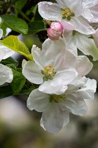 Preview wallpaper apple tree, flowers, drops, petals, leaves