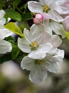 Preview wallpaper apple tree, flowers, drops, petals, leaves