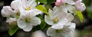 Preview wallpaper apple tree, flowers, drops, petals, leaves