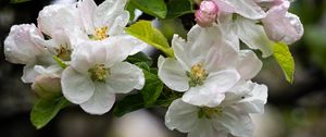 Preview wallpaper apple tree, flowers, drops, petals, leaves