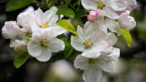 Preview wallpaper apple tree, flowers, drops, petals, leaves