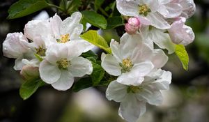 Preview wallpaper apple tree, flowers, drops, petals, leaves