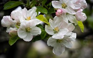 Preview wallpaper apple tree, flowers, drops, petals, leaves