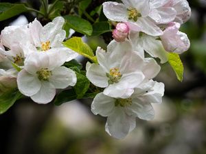 Preview wallpaper apple tree, flowers, drops, petals, leaves