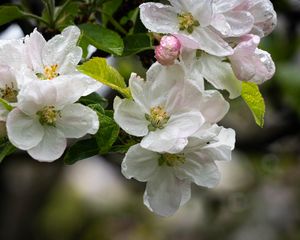 Preview wallpaper apple tree, flowers, drops, petals, leaves