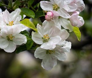 Preview wallpaper apple tree, flowers, drops, petals, leaves