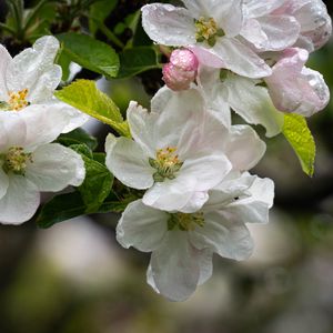 Preview wallpaper apple tree, flowers, drops, petals, leaves