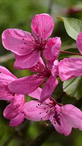 Preview wallpaper apple tree flowers, flowers, apple tree, petals, pink, spring