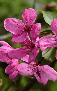 Preview wallpaper apple tree flowers, flowers, apple tree, petals, pink, spring