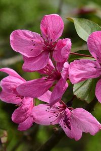 Preview wallpaper apple tree flowers, flowers, apple tree, petals, pink, spring