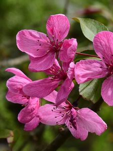 Preview wallpaper apple tree flowers, flowers, apple tree, petals, pink, spring