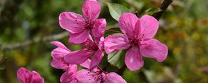 Preview wallpaper apple tree flowers, flowers, apple tree, petals, pink, spring