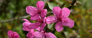 Preview wallpaper apple tree flowers, flowers, apple tree, petals, pink, spring