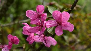 Preview wallpaper apple tree flowers, flowers, apple tree, petals, pink, spring