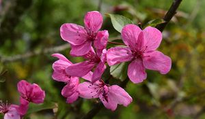 Preview wallpaper apple tree flowers, flowers, apple tree, petals, pink, spring