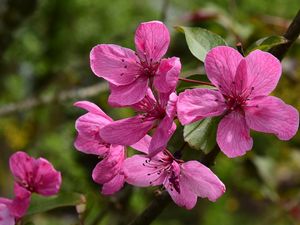 Preview wallpaper apple tree flowers, flowers, apple tree, petals, pink, spring