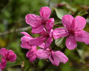 Preview wallpaper apple tree flowers, flowers, apple tree, petals, pink, spring