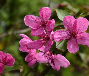 Preview wallpaper apple tree flowers, flowers, apple tree, petals, pink, spring