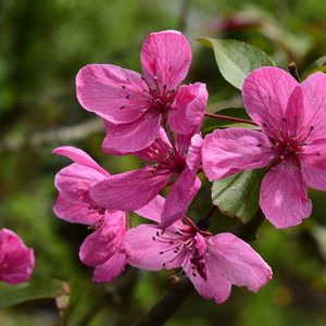 Preview wallpaper apple tree flowers, flowers, apple tree, petals, pink, spring