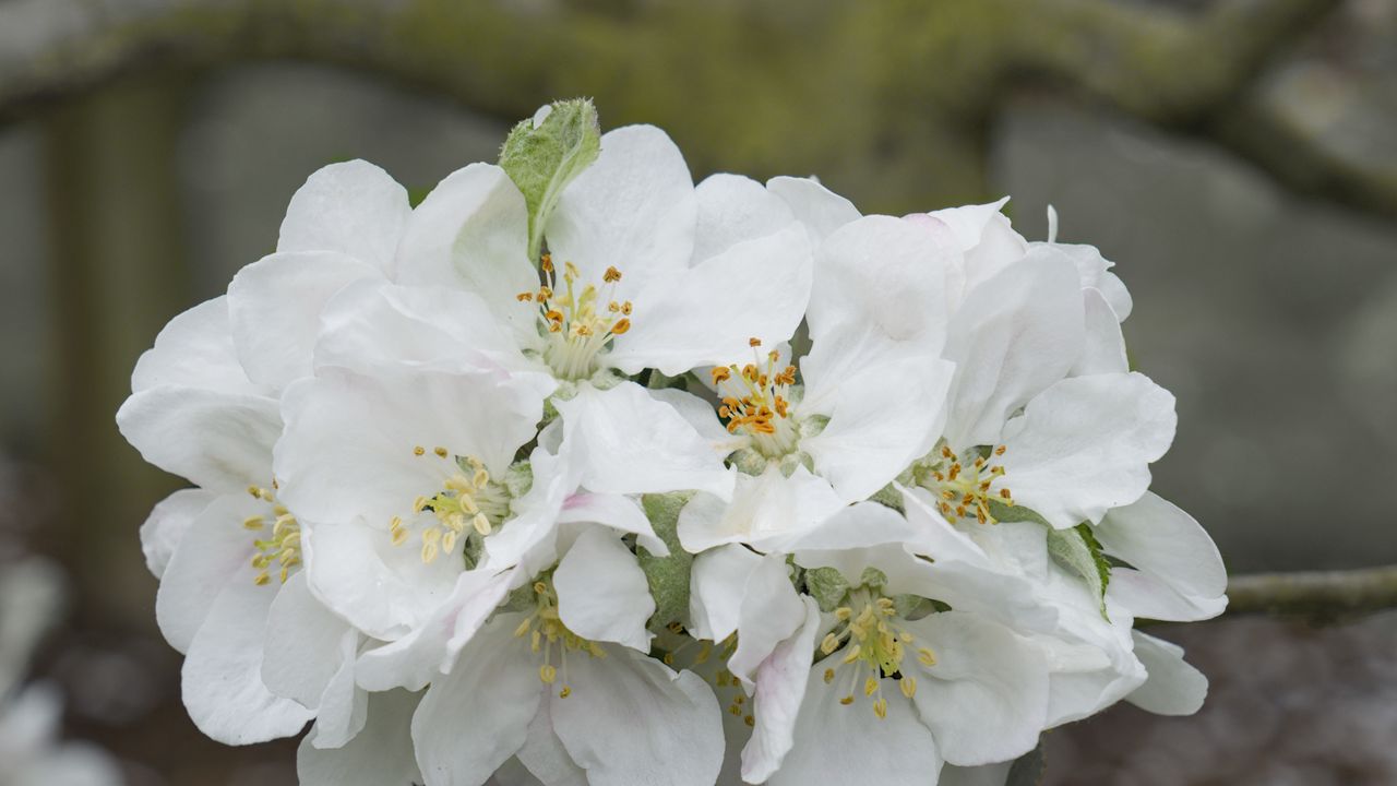 Wallpaper apple tree flowers, flowers, apple tree, petals, white, spring