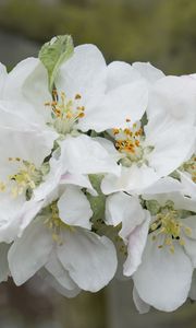 Preview wallpaper apple tree flowers, flowers, apple tree, petals, white, spring