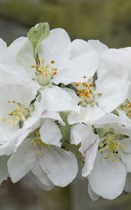 Preview wallpaper apple tree flowers, flowers, apple tree, petals, white, spring