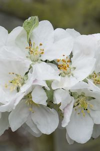 Preview wallpaper apple tree flowers, flowers, apple tree, petals, white, spring