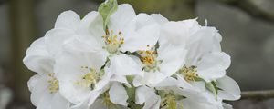 Preview wallpaper apple tree flowers, flowers, apple tree, petals, white, spring