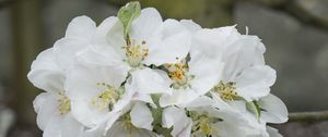 Preview wallpaper apple tree flowers, flowers, apple tree, petals, white, spring