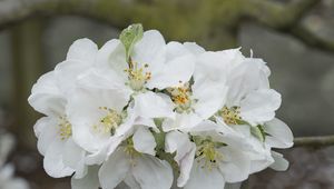 Preview wallpaper apple tree flowers, flowers, apple tree, petals, white, spring