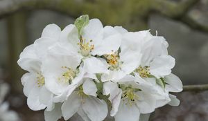 Preview wallpaper apple tree flowers, flowers, apple tree, petals, white, spring