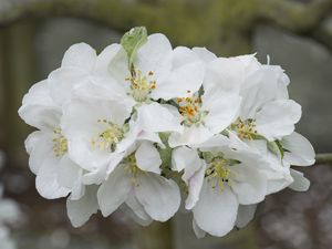 Preview wallpaper apple tree flowers, flowers, apple tree, petals, white, spring