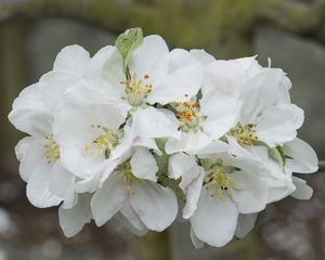 Preview wallpaper apple tree flowers, flowers, apple tree, petals, white, spring