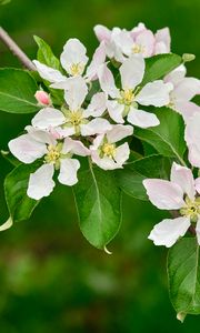 Preview wallpaper apple tree flowers, flowers, petals, white, leaves, branch, bloom