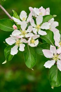 Preview wallpaper apple tree flowers, flowers, petals, white, leaves, branch, bloom