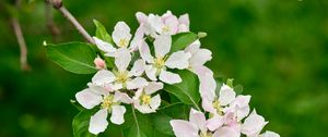 Preview wallpaper apple tree flowers, flowers, petals, white, leaves, branch, bloom