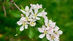 Preview wallpaper apple tree flowers, flowers, petals, white, leaves, branch, bloom