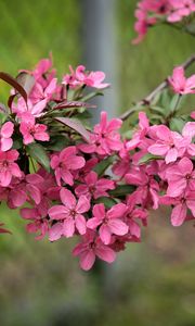 Preview wallpaper apple tree, flowers, petals, pink, spring, bloom