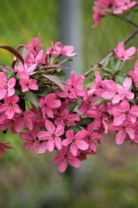 Preview wallpaper apple tree, flowers, petals, pink, spring, bloom