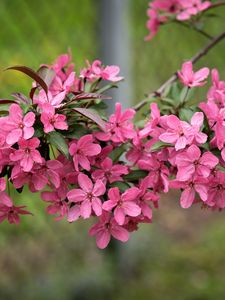 Preview wallpaper apple tree, flowers, petals, pink, spring, bloom