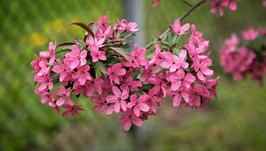 Preview wallpaper apple tree, flowers, petals, pink, spring, bloom